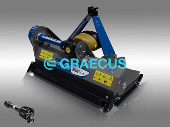 Graecus